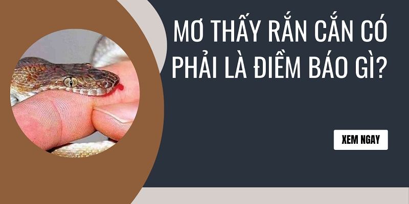 Mơ thấy rắn cắn có gì đặc biệt? Gợi ý những con số may mắn